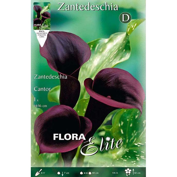 Zwarte calla-bol Cantor 1 stuk