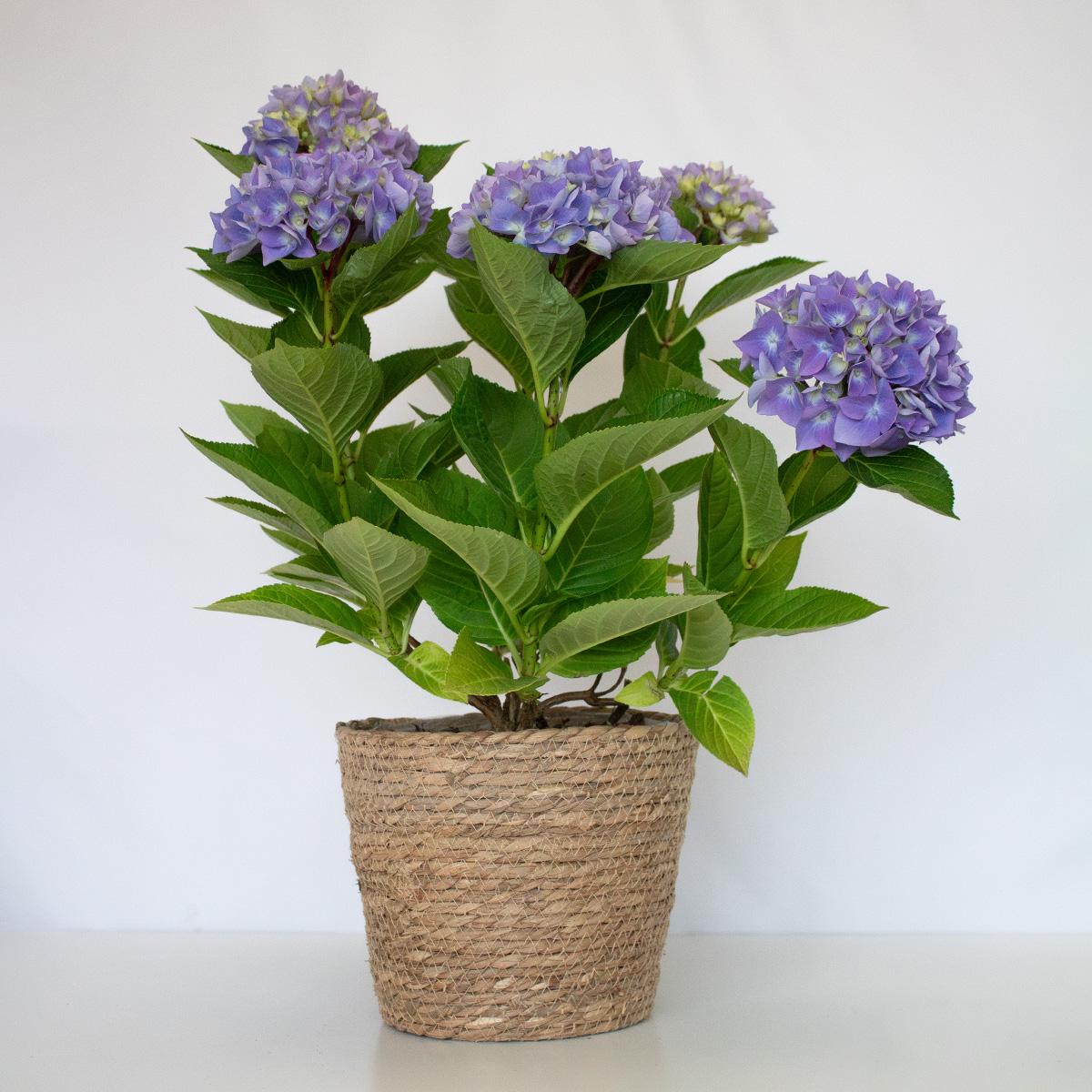 Ortensia blu 50-60 cm