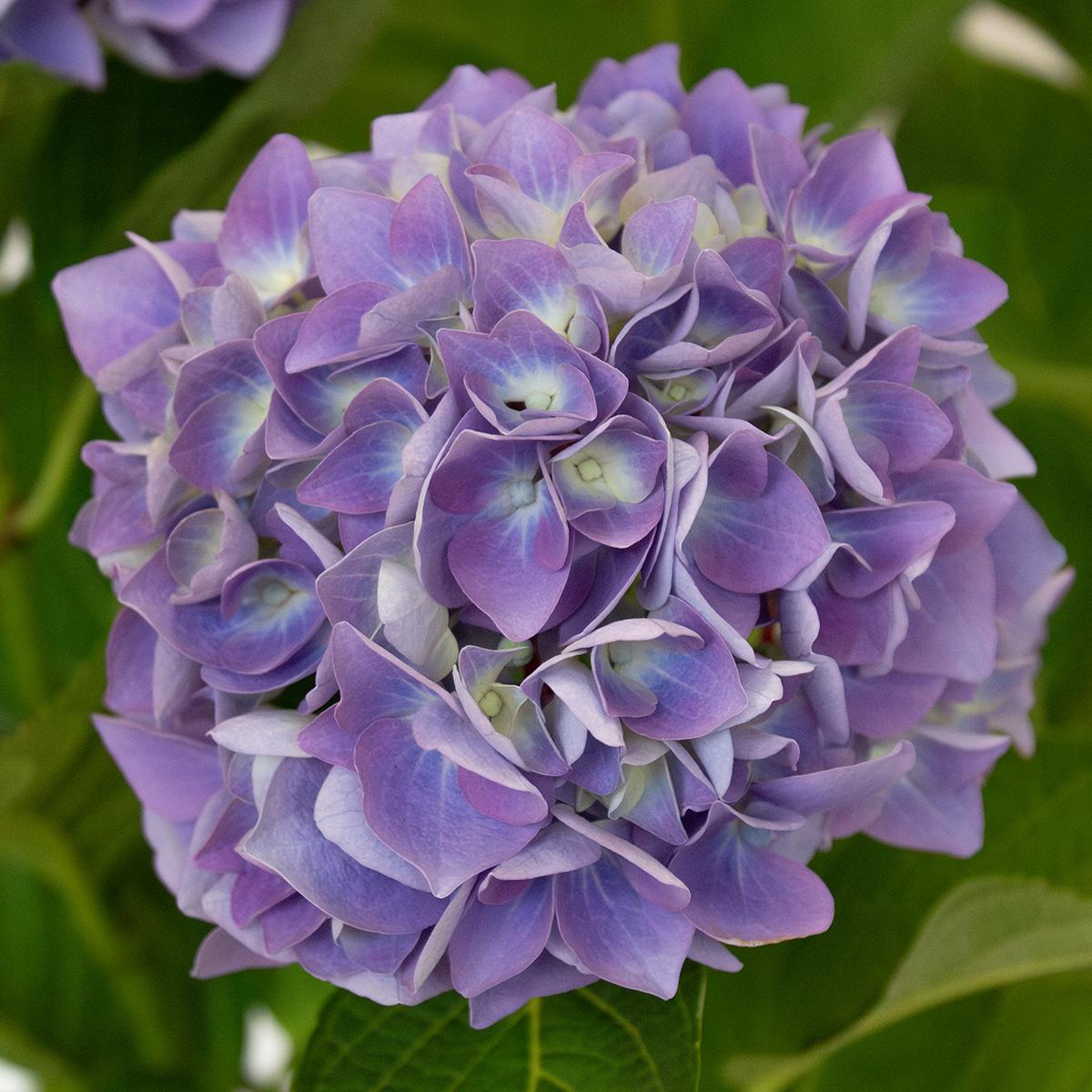 Ortensia blu 50-60 cm