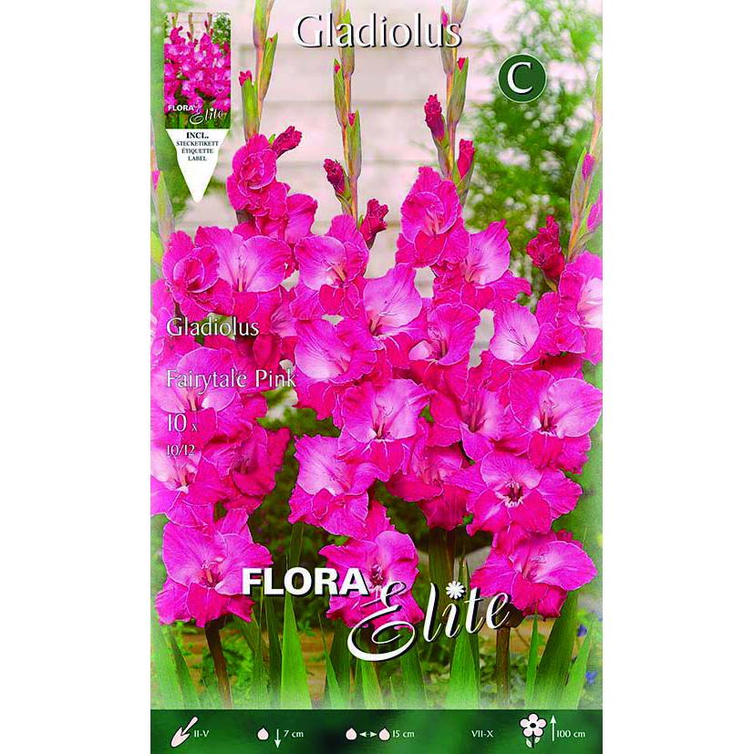 Cebulki gladioli w kolorze elektryzującej fuksji 10 szt.