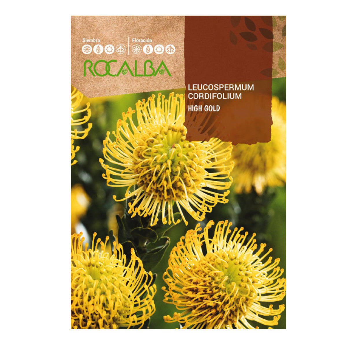 Protea Leucospermum cordifolium seeds, Rocalba
