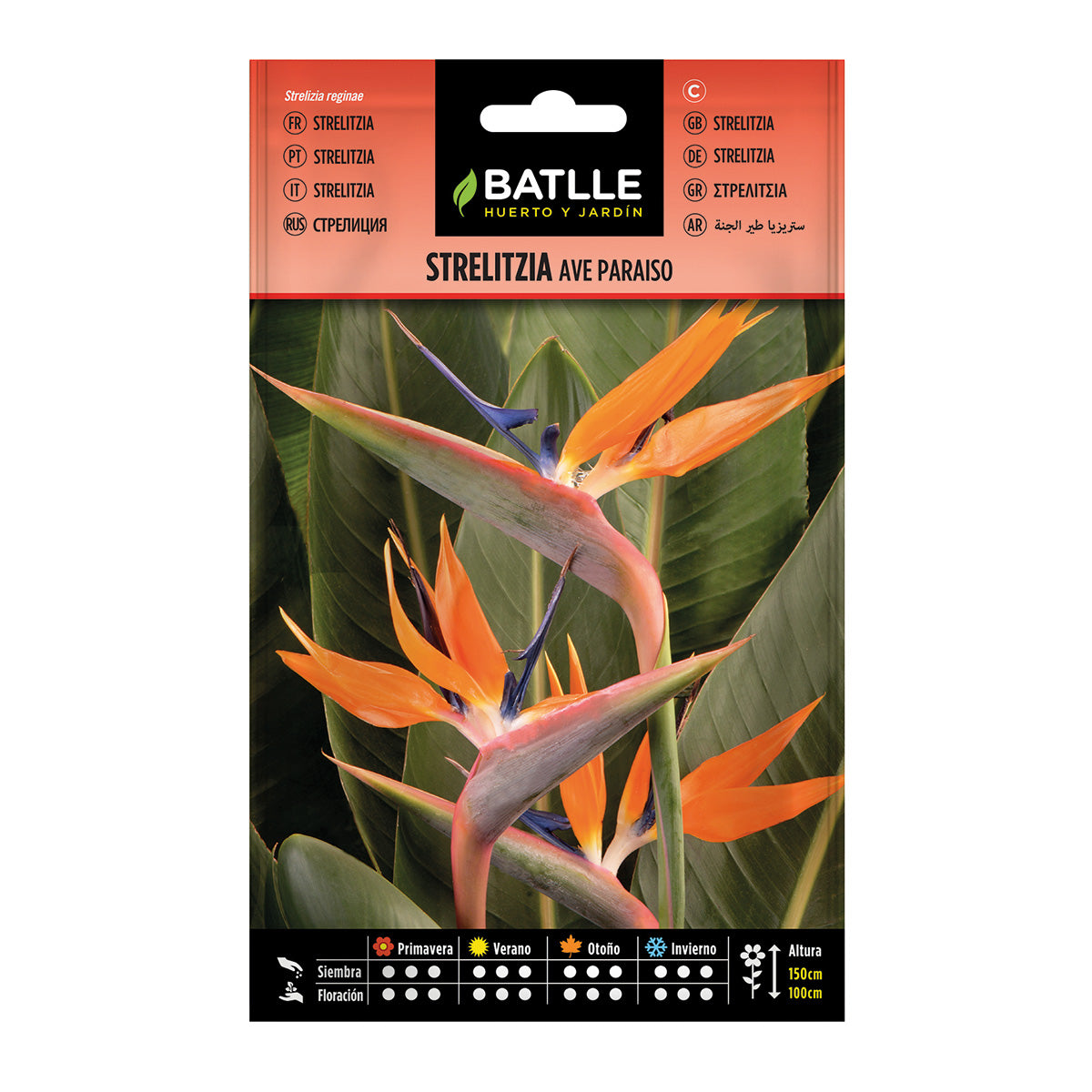 Strelitzia Bird of Paradise seeds Batlle