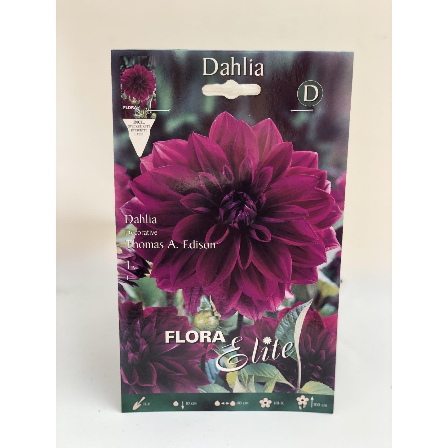 Bulbo di dalia decorativa blu violetto 1 pz