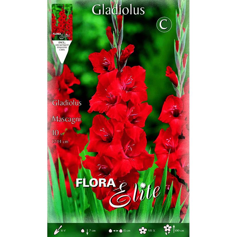 Bulbi di gladiolo rosso vivo 10 pz