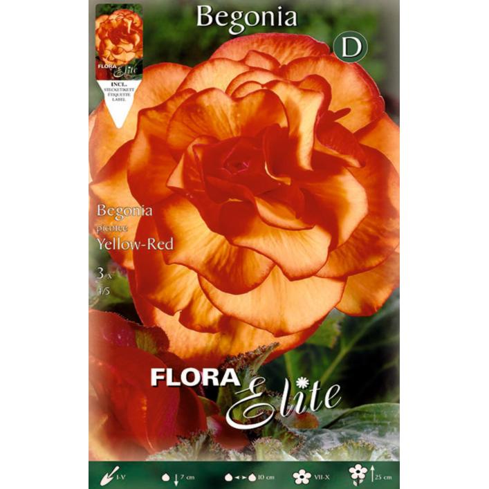 Bulbo Begonia Double Picotte 3 pz