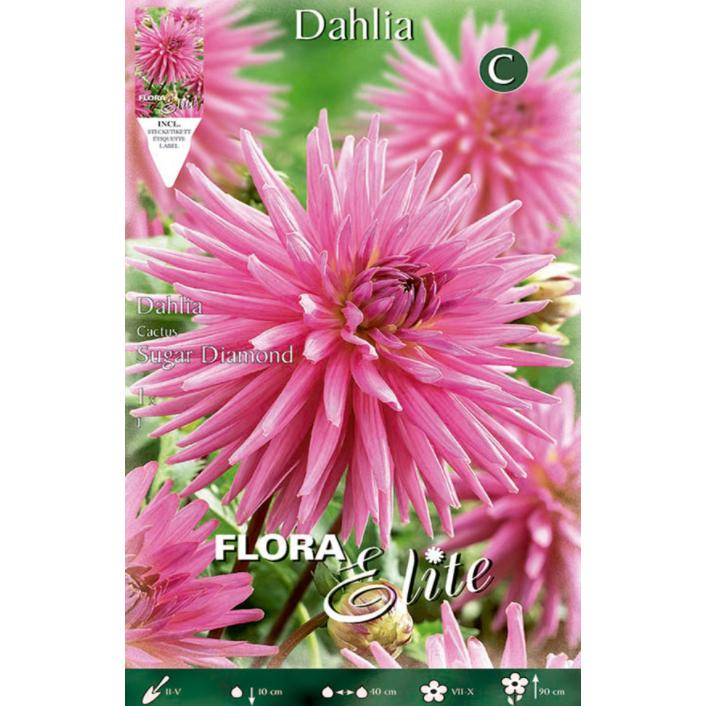 Dahlienknolle Purple Cactus 1 Stück