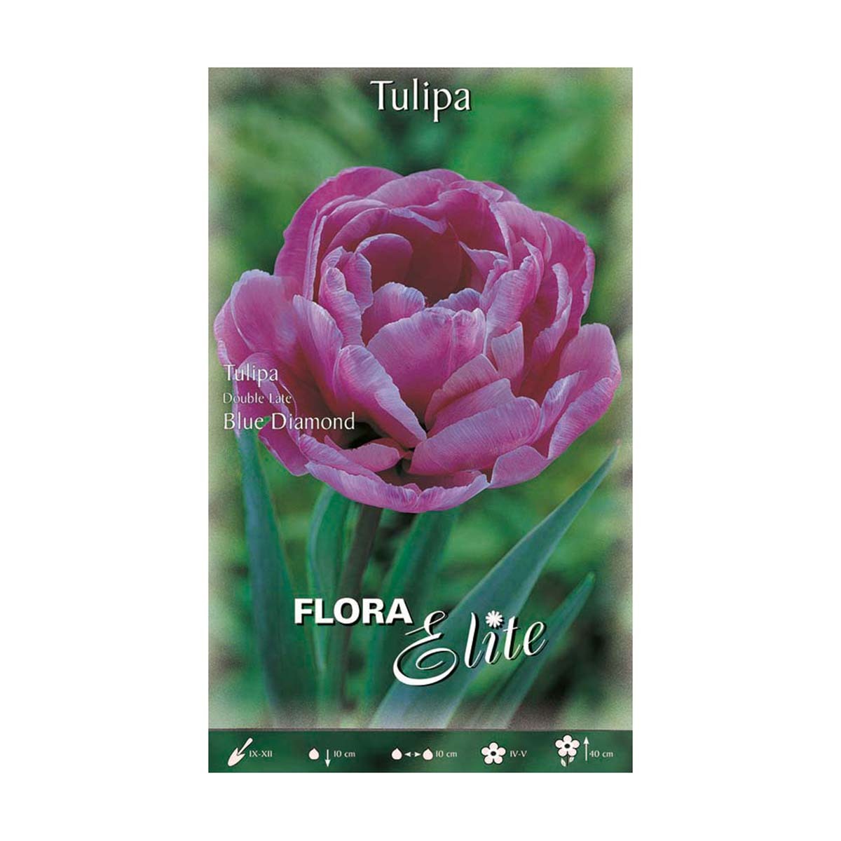 Doppelte rosa Tulpenzwiebeln 7 Stück
