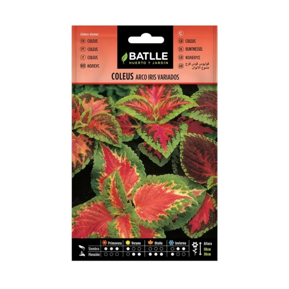 Semi di Coleus arcobaleno assortiti Batlle