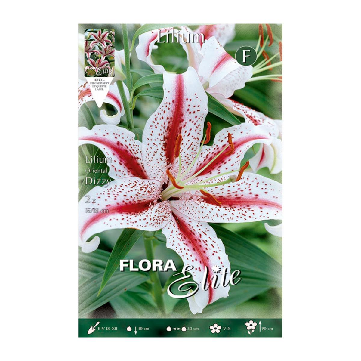 Orientalische Lilienknolle Dizzy 2 Stück