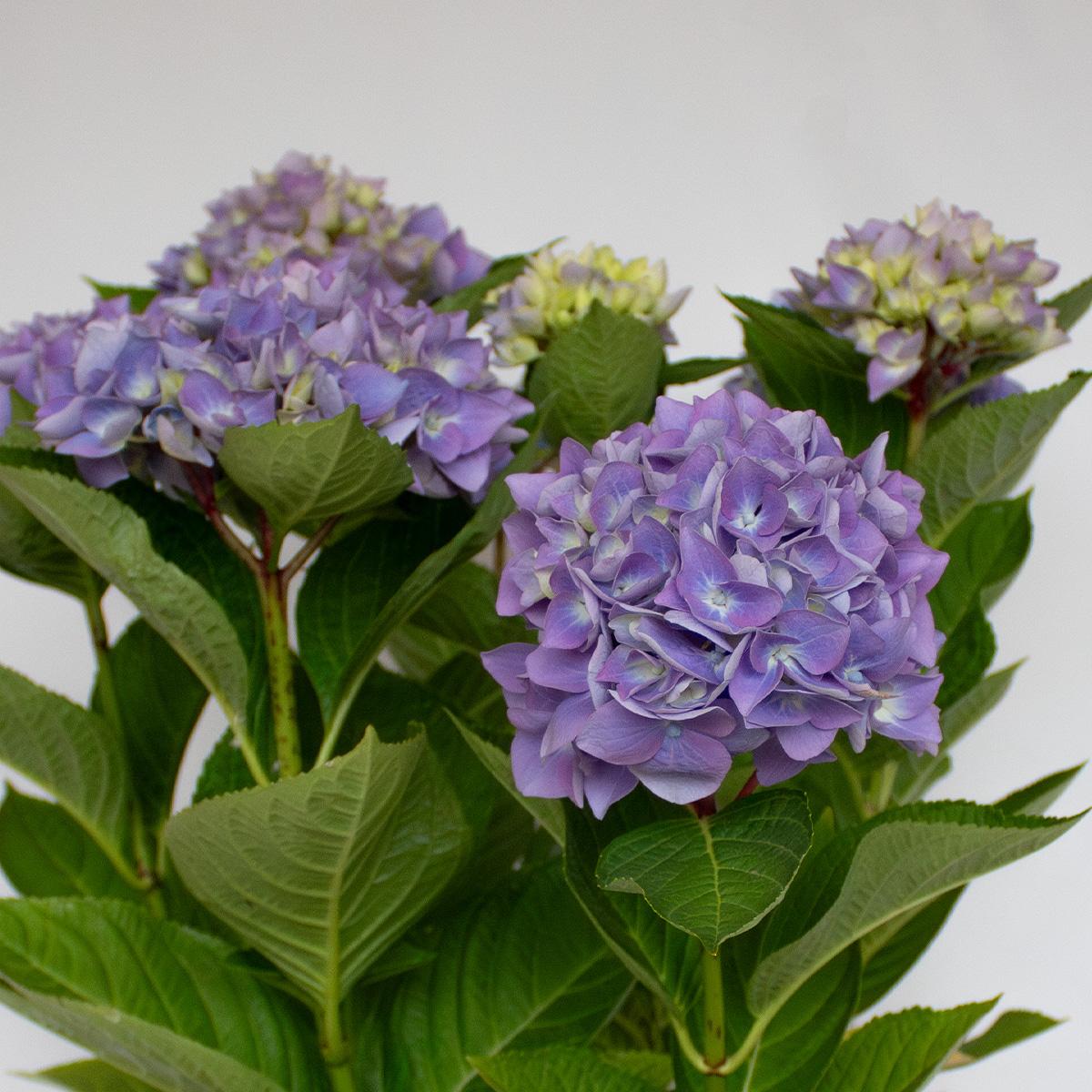 Ortensia blu 50-60 cm