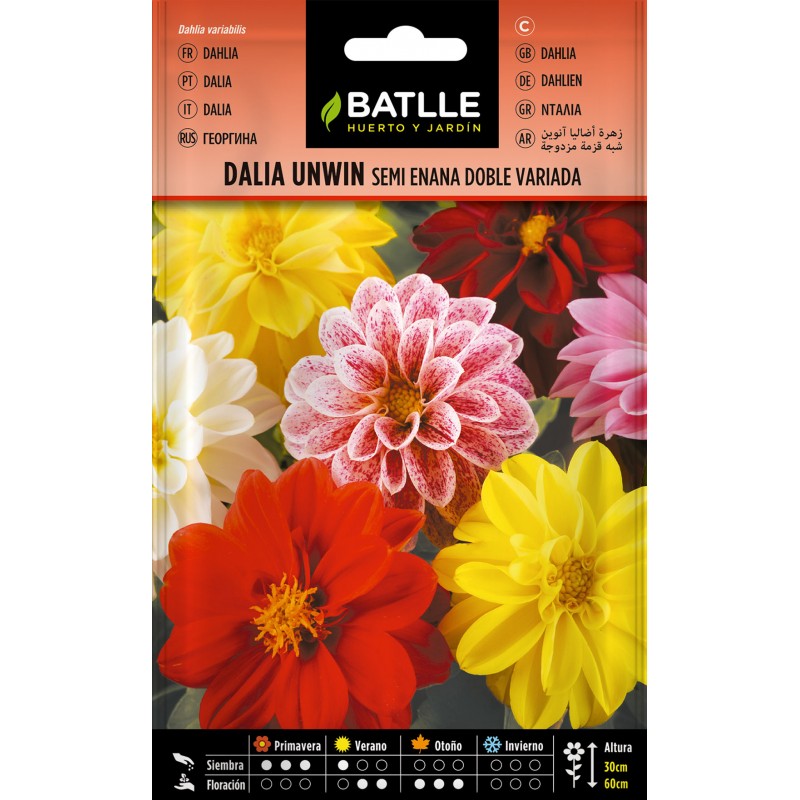 Semi di dalia Unwin semi nana doppia varietà Batlle