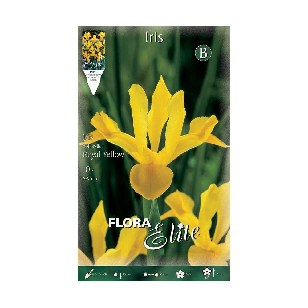 Gelbe Iris-Zwiebeln aus Holland 10 Stück