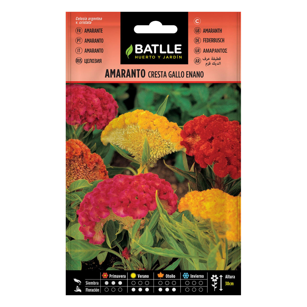 Zaden van dwergamarant Batlle