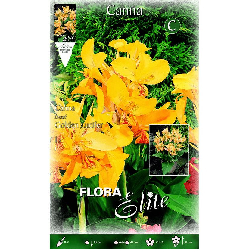 Bulbo Canna gialla mot. arancione foglia verde 1 pz