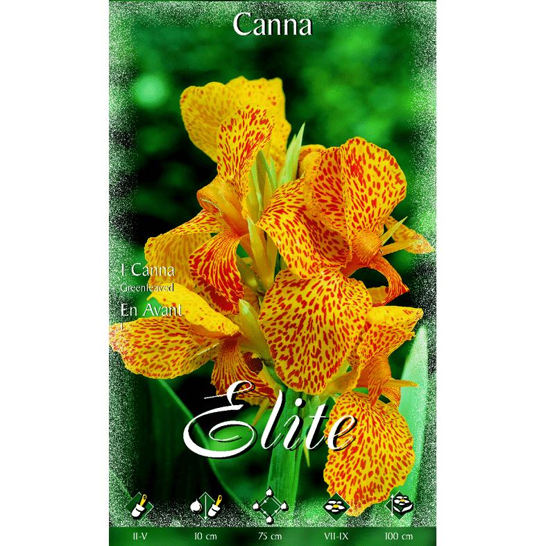 Bulbo Canna narnaja foglia verde 1 pz