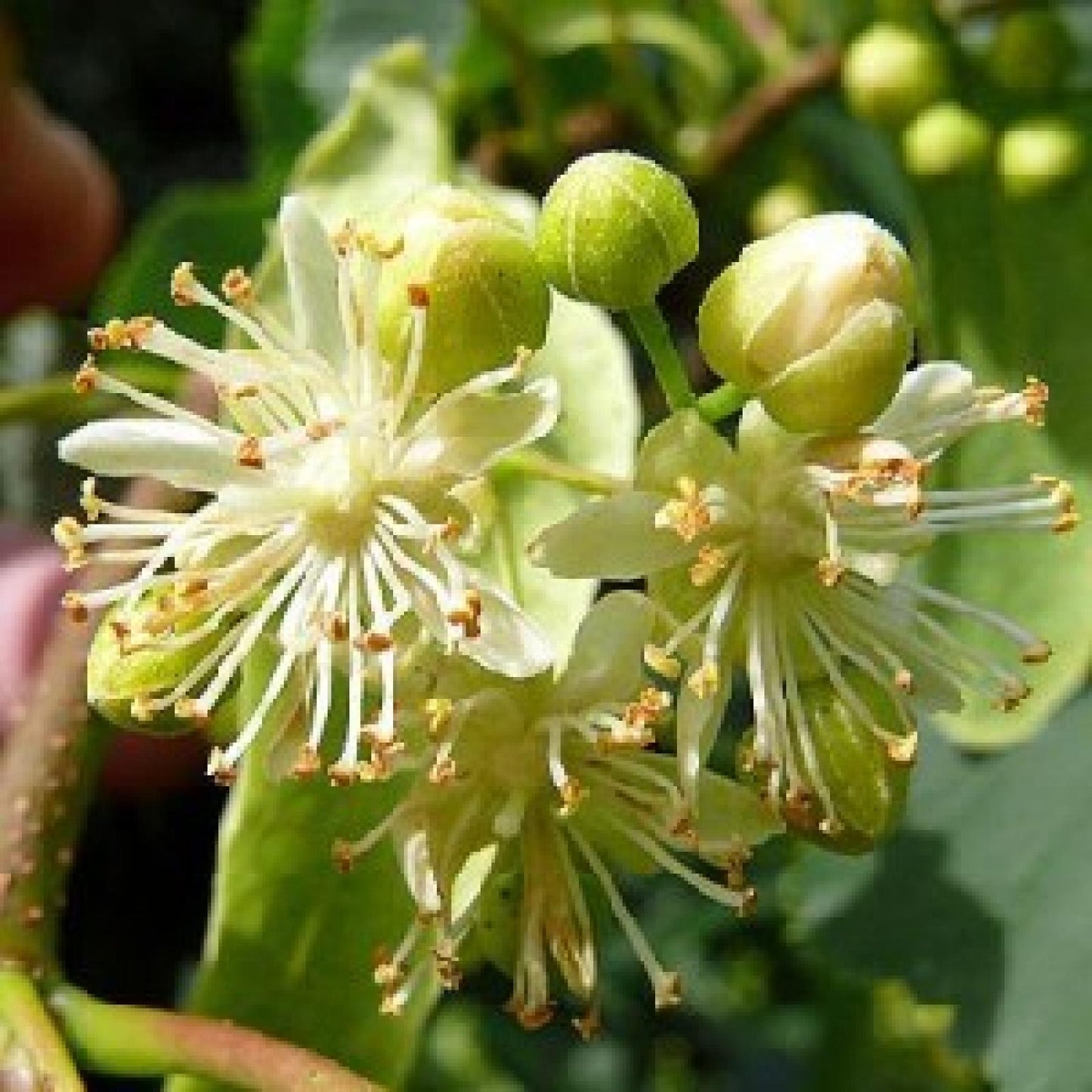 Ekologisk lindhonung Bona Mel, 900 g