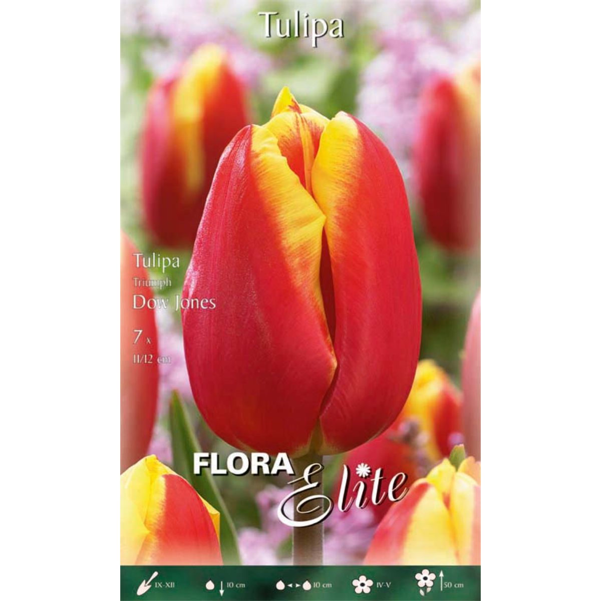 Tulpenzwiebeln rot mit gelbem Rand 7 Stück