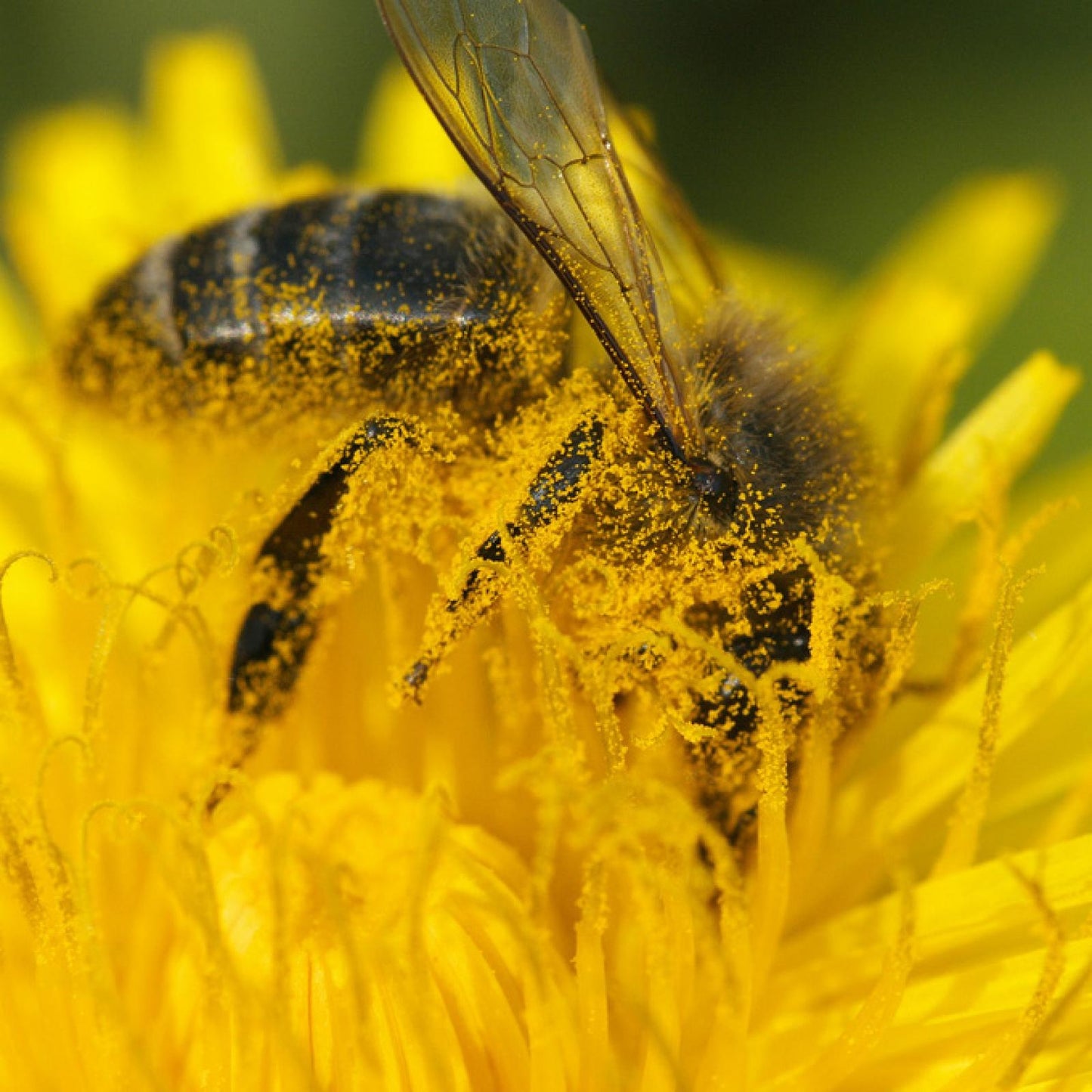 Pollen biologique Bona Mel 440 g