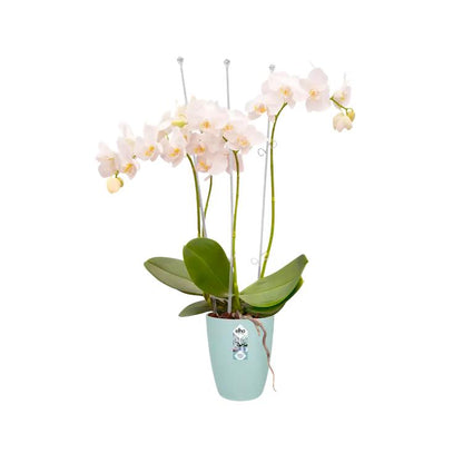 Orchideentopf Brussels High Elho Transparent