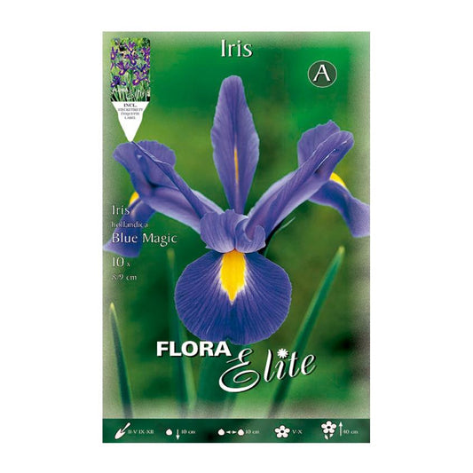 Bulbos Iris Holanda azul 10 uds