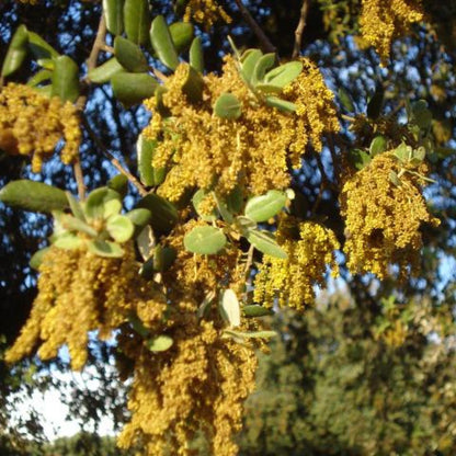Ekologiczny miód górski, Bona Mel 900 g
