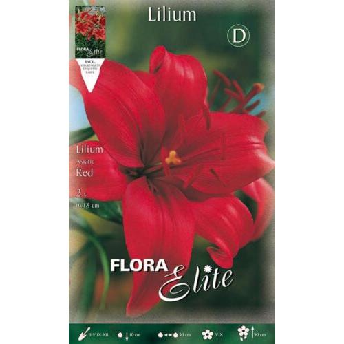 Rote asiatische Lilienknolle, 2 Stück