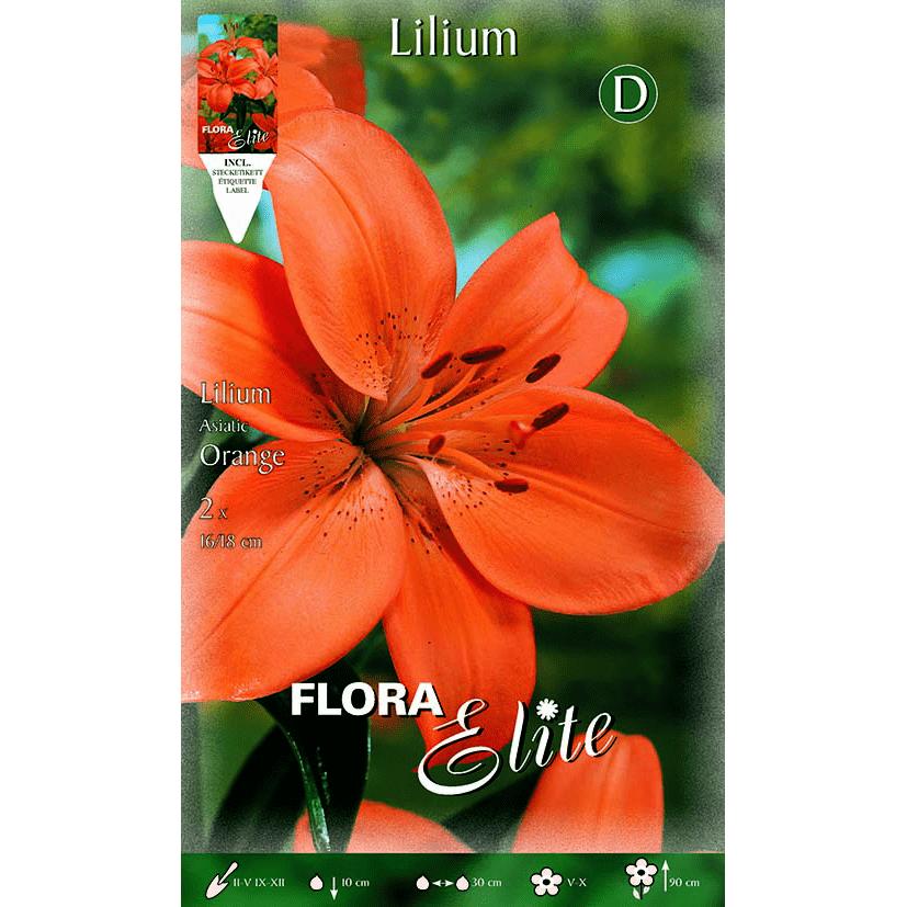 Orangefarbene Lilium asiatic-Zwiebel, 2 Stück