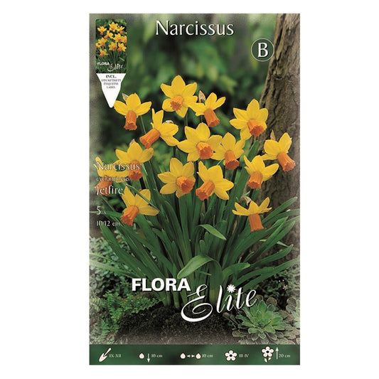 Cebulki narcyza Jetfire żółto-pomarańczowego 5 szt.