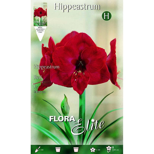 Bulbe d'amaryllis rouge 1 unité