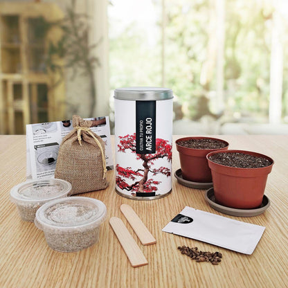 Kit de Regalo para Cultivar tu Arce Rojo en Casa, Garden Pocket