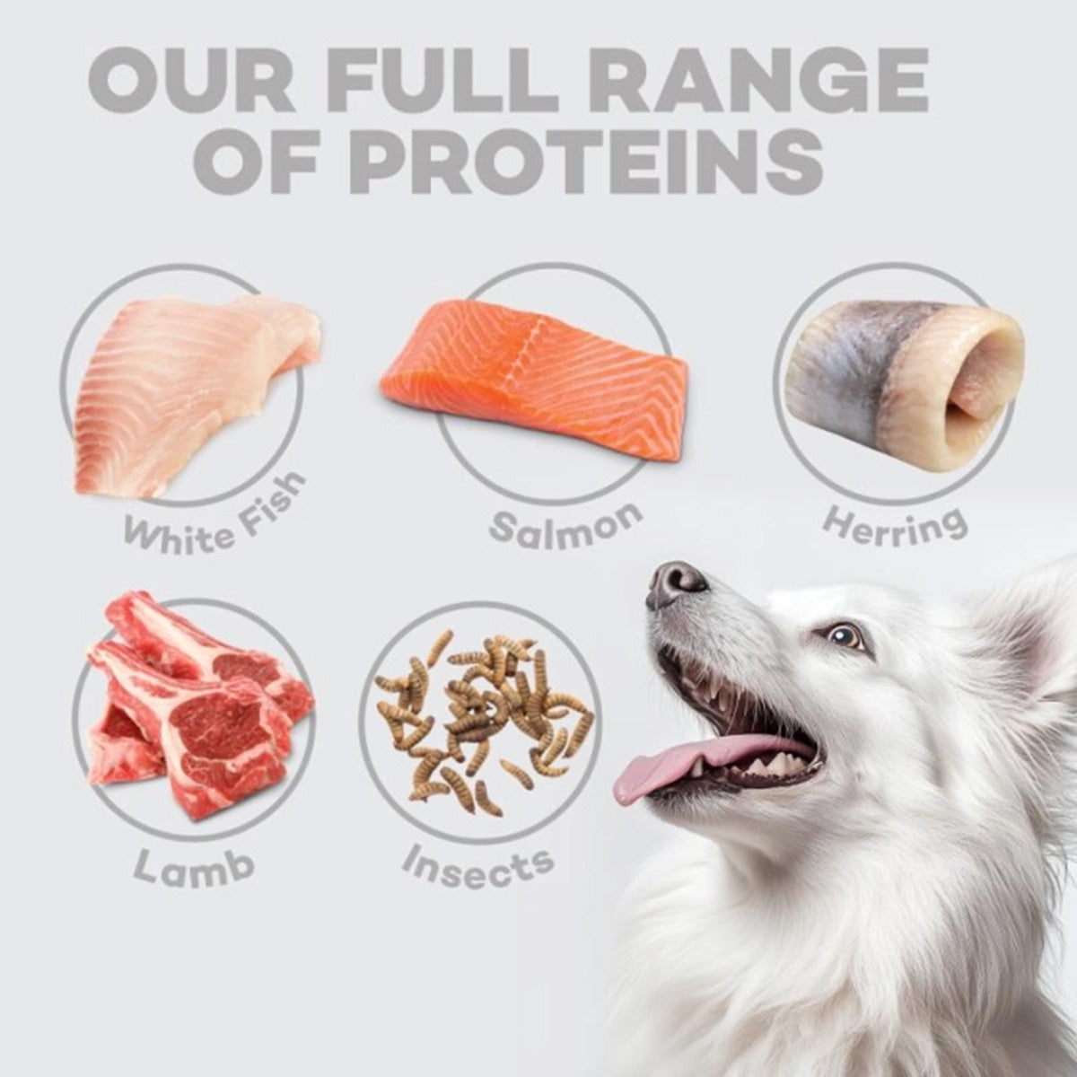 Nature's Protection White Dog Getreidefreies Futter Fisch für Welpen kleiner Rassen 1,5 kg