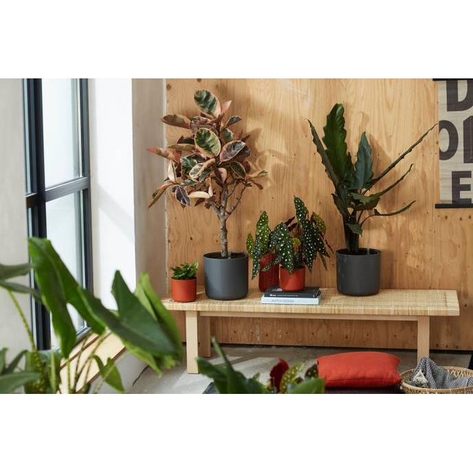 Doniczka B.for Soft Round Elho Antracit 16 cm