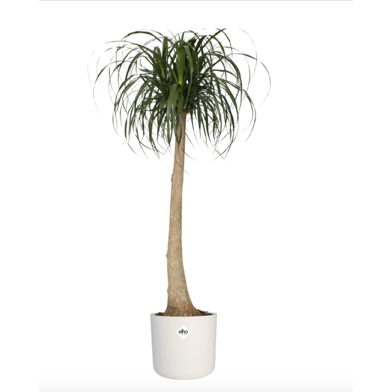 Pot de fleur B.for Soft Round Elho Blanc 18 cm