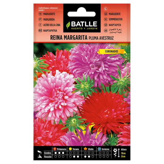 Batlle Ostrich Feather Daisy Seeds
