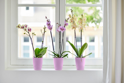 Doniczka na orchidee Brussels High Elho w kolorze vivid violet