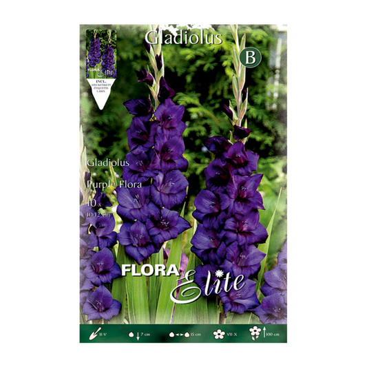 Bulbes de glaïeuls violets 10 unités
