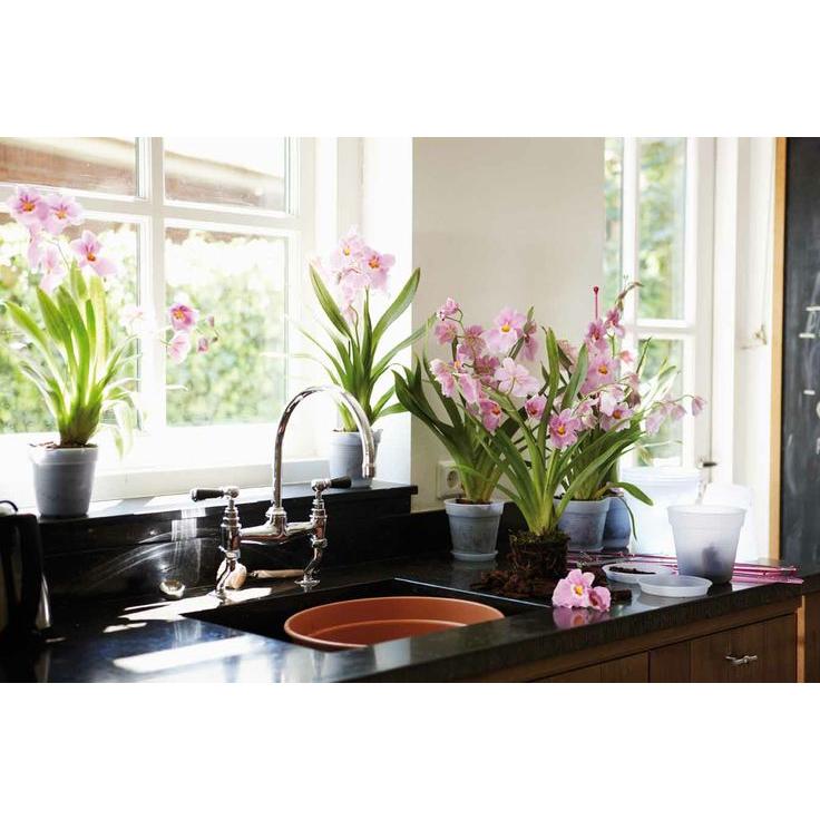 Green Basics Elho Transparent Orchid Pot 17 cm