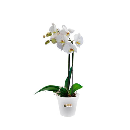 Orchideentopf Green Basics Elho Transparent 15 cm