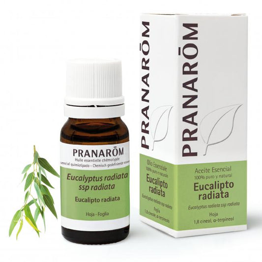 Eteriskt olja Eucalyptus Radiata BIO Pranaróm 10 ml