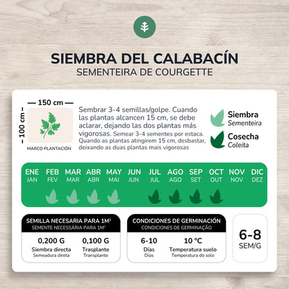 Organiska Zucchini frön Black Beauty Planeta Huerto