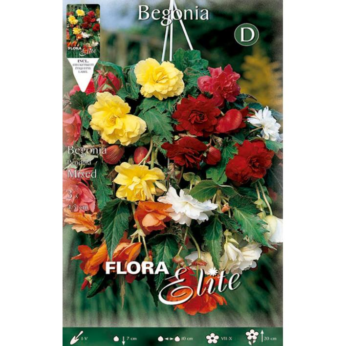 Begonia Pendula-lökar, blandning, 3 st