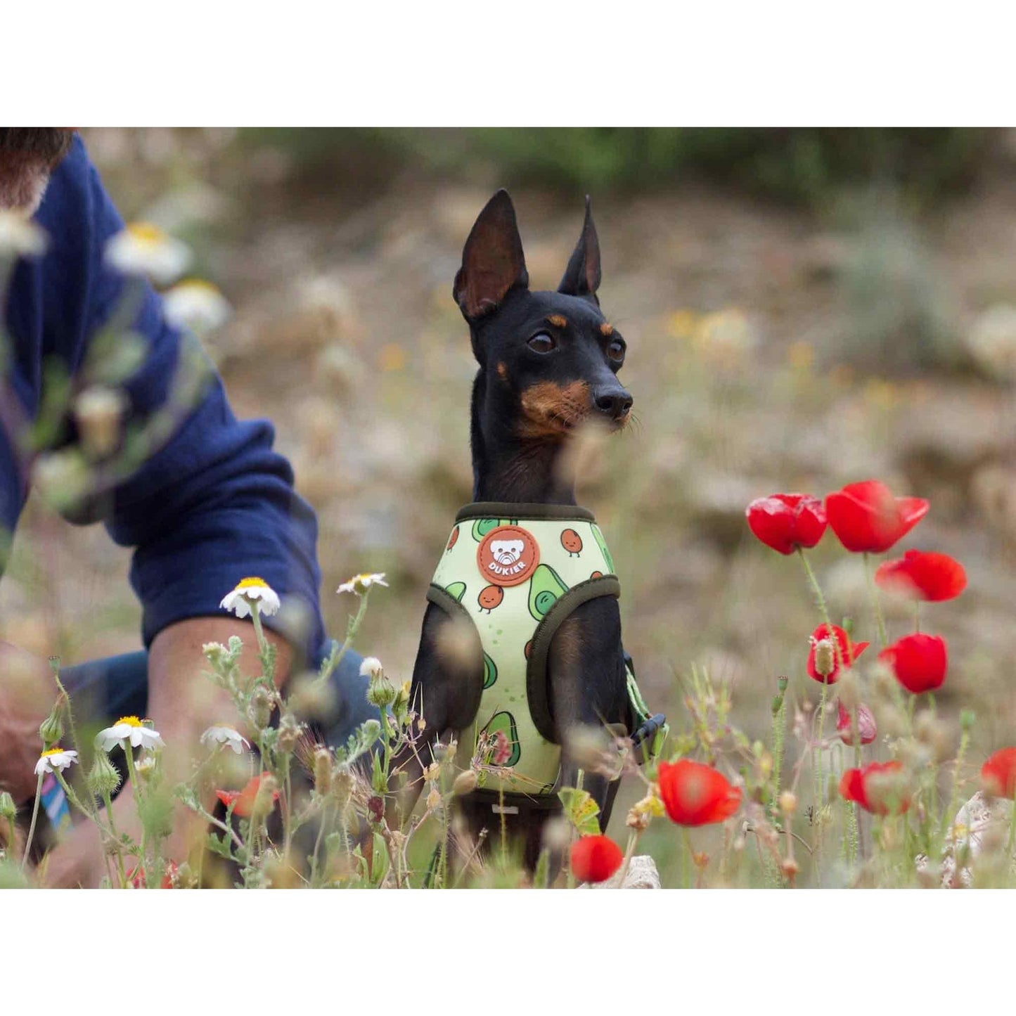 Wendbares Hundegeschirr AVOCADO Dukier S