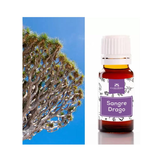 Drachenblut (Sangre de grado). Camassia 10 ml