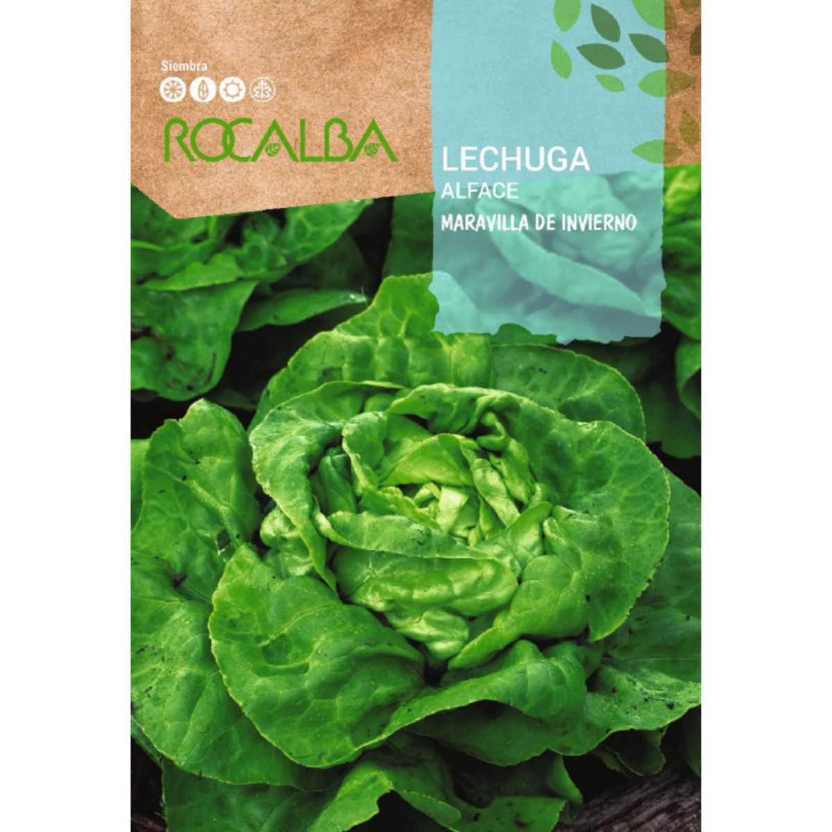 Semi di lattuga meraviglia d'inverno