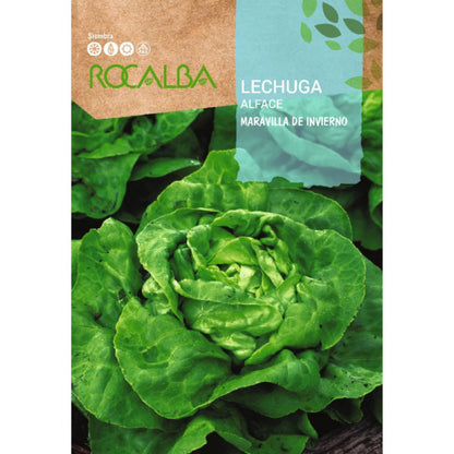 Semi di lattuga meraviglia d'inverno
