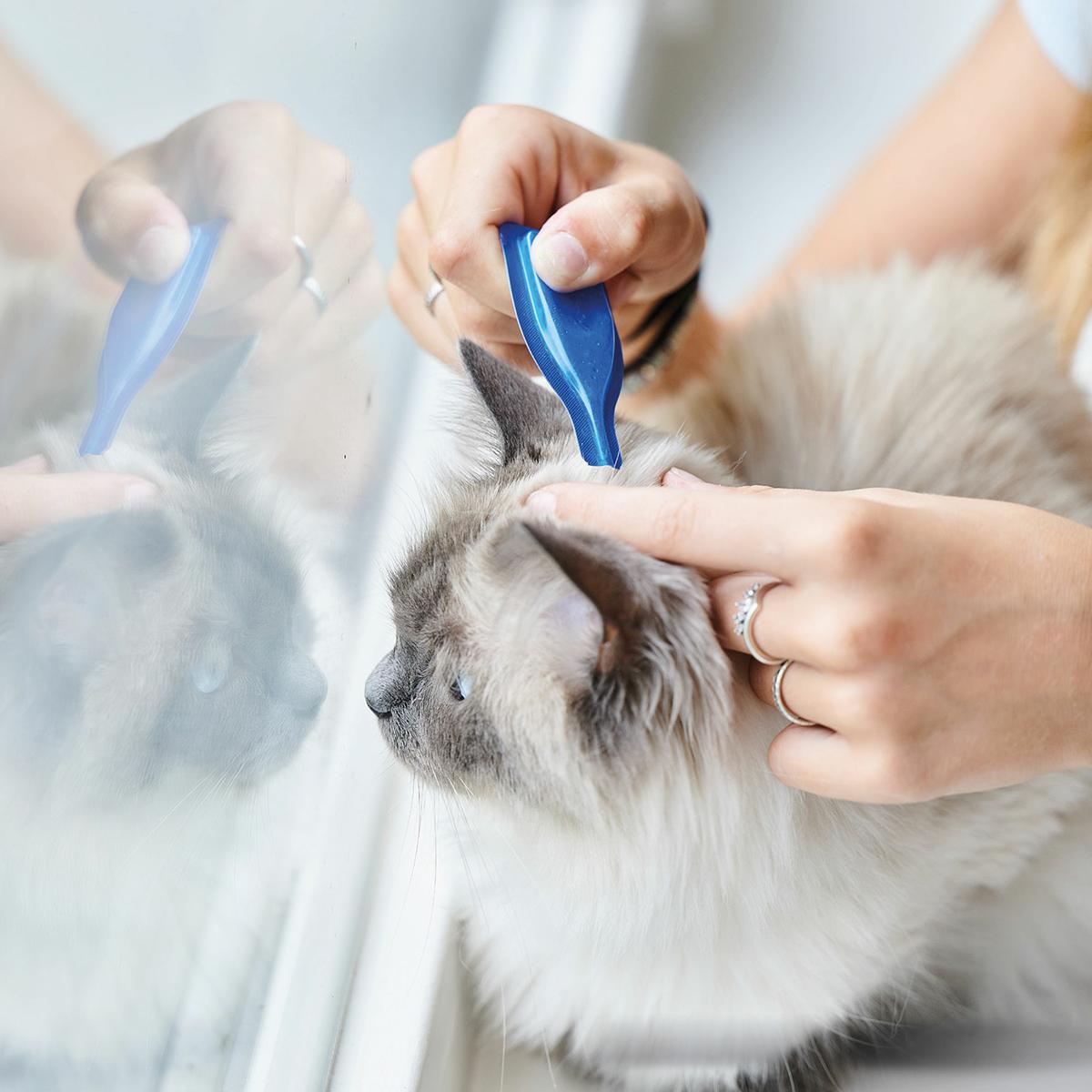 Calming Spot On  Beruhigende Pipetten für Katzen Beaphar 3x0,4 ml