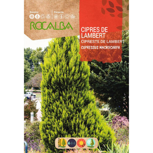 Samen der Lambert-Zypresse  Macrocarpa-Zypressen