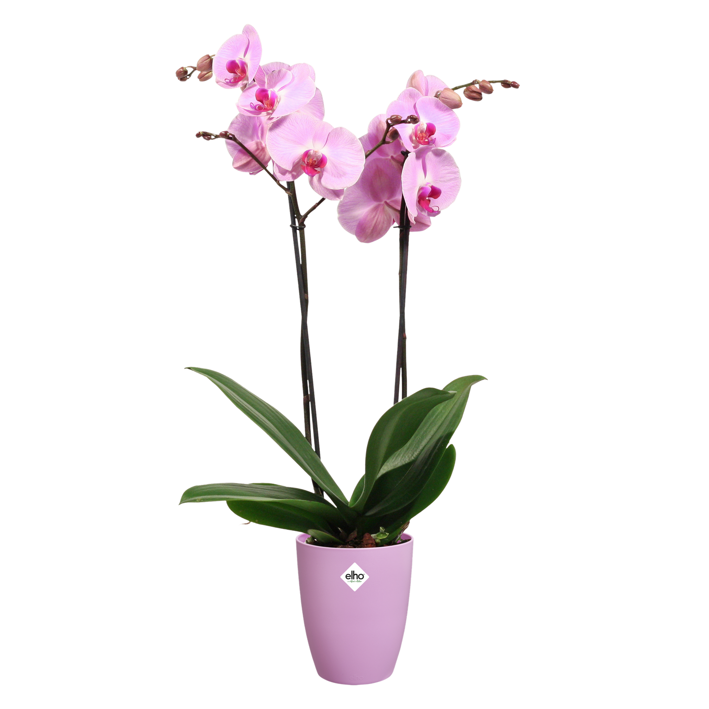 Doniczka na orchidee Brussels High Elho w kolorze vivid violet