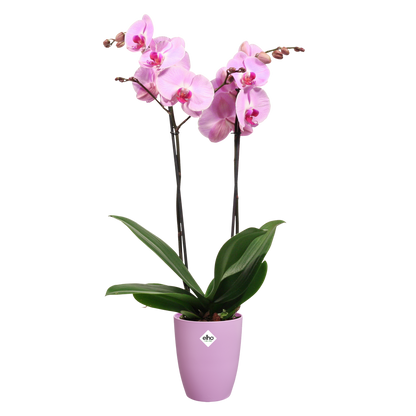 Doniczka na orchidee Brussels High Elho w kolorze vivid violet