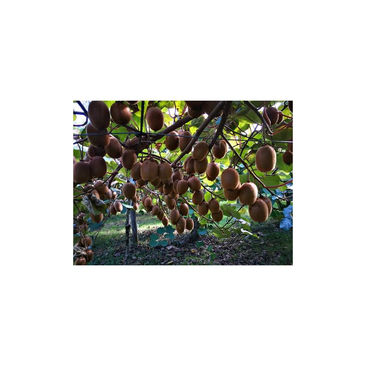 Hergestellt aus Bio-Äpfeln und -Kiwis, ohne Zuckerzusatz. Ékolo 700 g